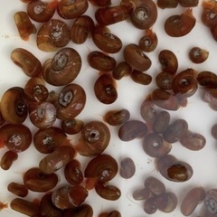 🐟メダカ・みゆき1匹20円②の画像