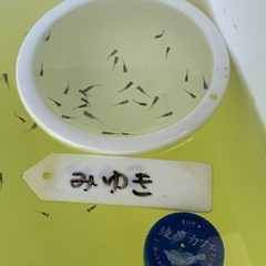 🐟メダカ・みゆき1匹20円②の画像