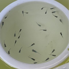 🐟メダカ・みゆき1匹20円②の画像