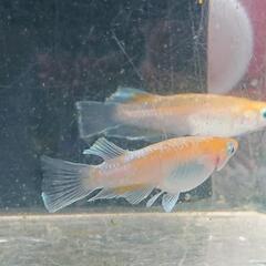 天照エボリューション  めだか雄1雌2匹の画像