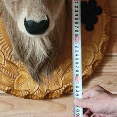 エゾシカ　オス　剥製　５段ツノ　希少の画像