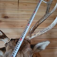 エゾシカ　オス　剥製　５段ツノ　希少の画像