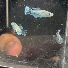 極上　メダカ　垂水系キッシングワイドフィン（ヒカリ体型入り）若魚トリオの画像