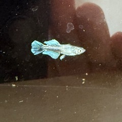 極上　メダカ　垂水系キッシングワイドフィン（ヒカリ体型入り）若魚トリオの画像