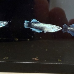 極上　メダカ　垂水系キッシングワイドフィン（ヒカリ体型入り）若魚トリオの画像