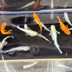 30匹✨️SALE✨️の画像