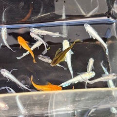 30匹✨️SALE✨️の画像