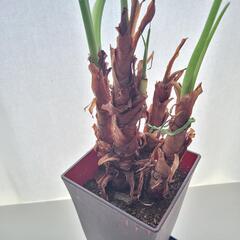 ①クワズイモ 鉢植えの画像
