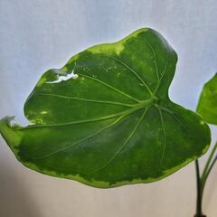①クワズイモ 鉢植えの画像