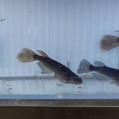 【めだか】サタン(黄ヒレ)　親魚 （♂3匹　♀3匹　計6匹）の画像