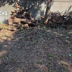 急……木のかぶ、枝などの画像