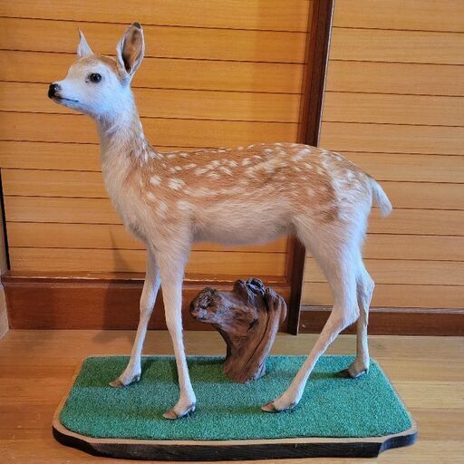 バンビ　剥製　エゾシカ　子鹿　小鹿　置き物　ヴィンテージ バンビの剥製 小鹿 本物 美品 - メルカリ