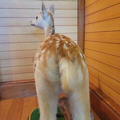 バンビ　剥製　子鹿の画像