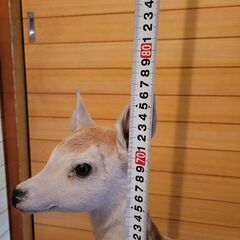 バンビ　剥製　子鹿の画像