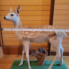 バンビ　剥製　子鹿の画像