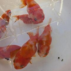 ⭐【金魚】桜カラー７匹セット✨オスメスいます🌷の画像
