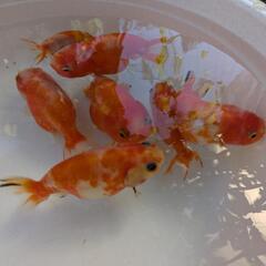 ⭐【金魚】桜カラー７匹セット✨オスメスいます🌷の画像