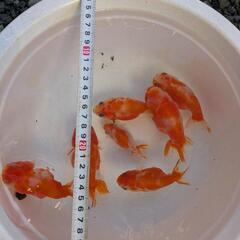 ⭐【金魚】桜カラー７匹セット✨オスメスいます🌷の画像