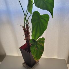 ②クワズイモの鉢植えの画像