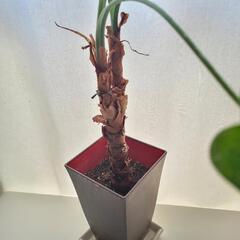 ②クワズイモの鉢植えの画像