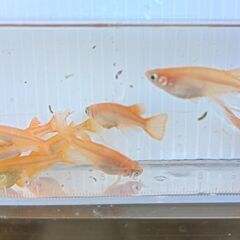 【めだか】紅帝①（♂3、♀5　計8匹）の画像