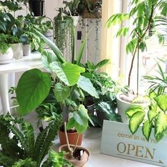 小さなお花屋さん✨フラワーギフト3980円～