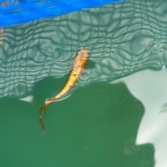 🉐サンシャインヒレ長稚魚10匹の画像