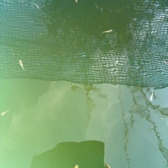 🉐サンシャインヒレ長稚魚10匹の画像