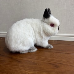 【至急】純血  ネザーランドドワーフ  去勢済みオス  うさぎ