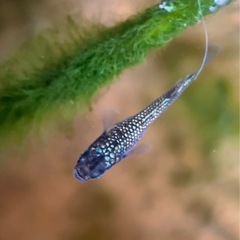 【勝運メダカ】金魂メダカ 稚魚の画像