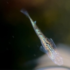 【勝運メダカ】金魂メダカ 稚魚の画像