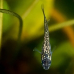 【勝運メダカ】金魂メダカ 稚魚の画像