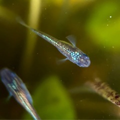 【勝運メダカ】金魂メダカ 稚魚の画像