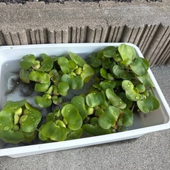 布袋草の画像