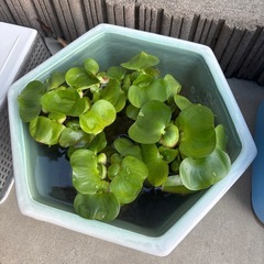 布袋草の画像