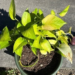 観葉植物の画像