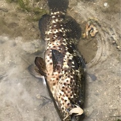 【新品未使用】メガバス ROCK HOG(ロックホッグ) 2inch カラー４色セットの画像