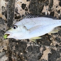 【新品未使用】メガバス ROCK HOG(ロックホッグ) 2inch カラー４色セットの画像