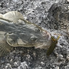 【新品未使用】メガバス ROCK HOG(ロックホッグ) 2inch カラー４色セットの画像