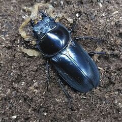 🔹ﾄﾞﾙｸｽ ﾔｸｼｬ ﾍﾟｱの画像