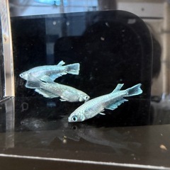 メダカ　垂水系キッシングワイドフィン亜種　産卵可能サイズ　の画像