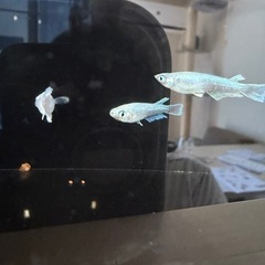 メダカ　垂水系キッシングワイドフィン亜種　産卵可能サイズ　の画像