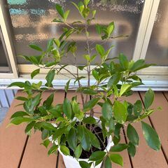 観葉植物の画像