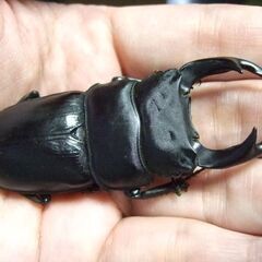 佐賀県産オオクワガタ F11 ♂72.5ミリ ♀48ミリ ペアの画像