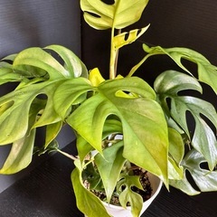 観葉植物お買い上げの方へプレゼントミニモンステラの画像