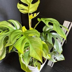 観葉植物お買い上げの方へプレゼントミニモンステラの画像