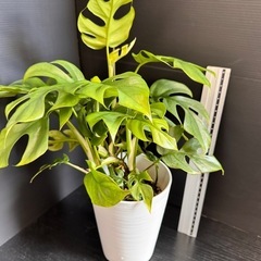 観葉植物お買い上げの方へプレゼントミニモンステラの画像