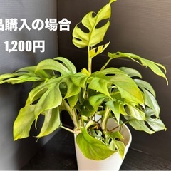 観葉植物お買い上げの方へプレゼントミニモンステラの画像