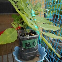 藤の木  白花の画像
