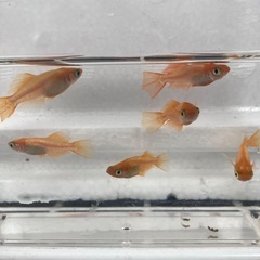【取引中】選べる　メダカ　稚魚　10匹セット　500円〜の画像